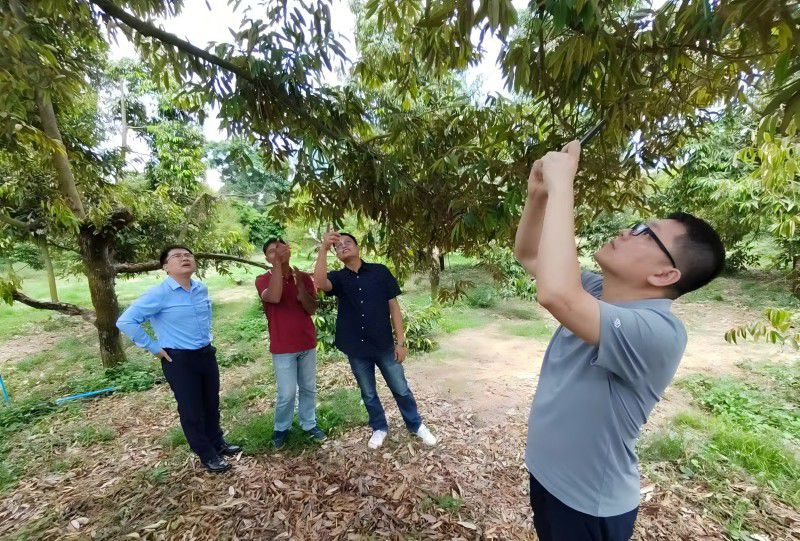 临港国际公司业务团队到榴莲种植园调研(1).jpg